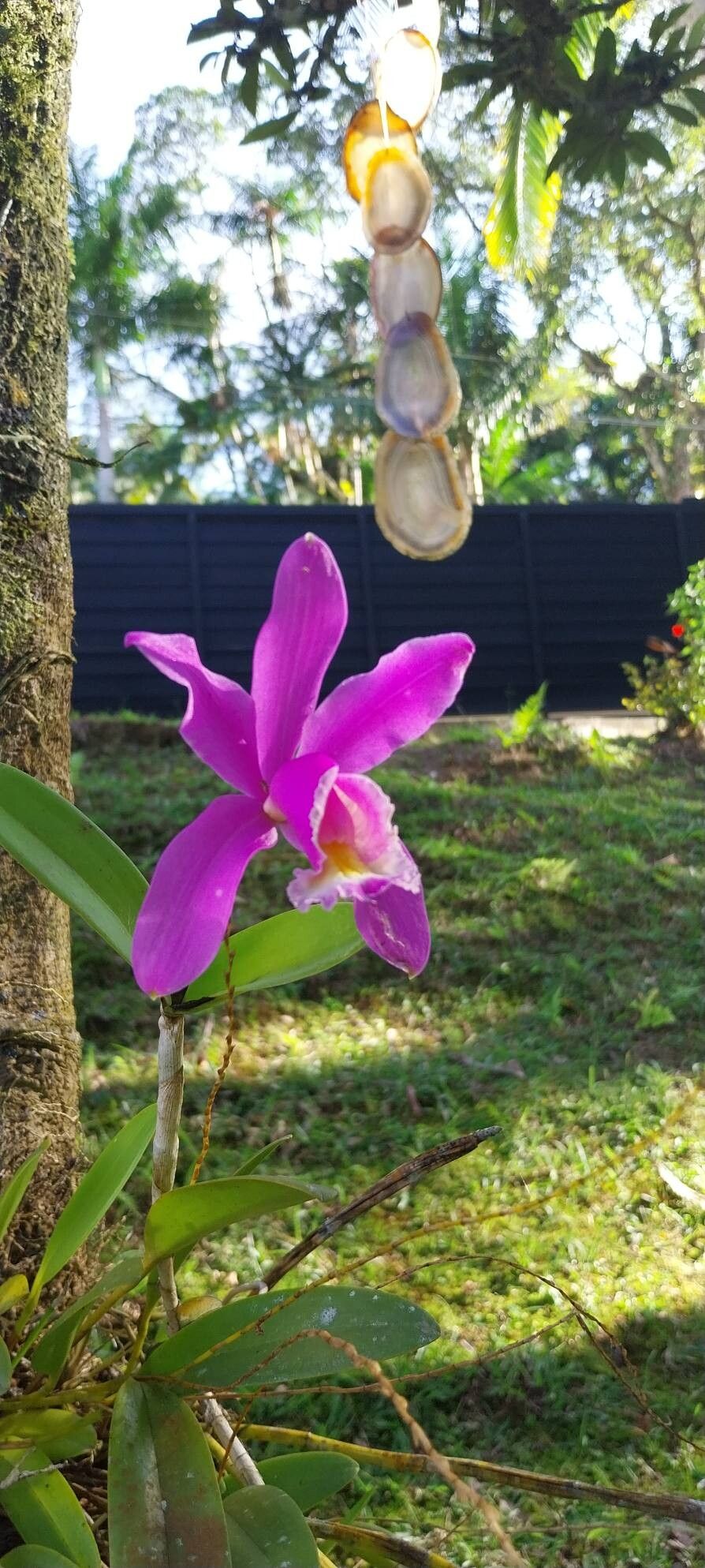 Cattleya Loddigesii