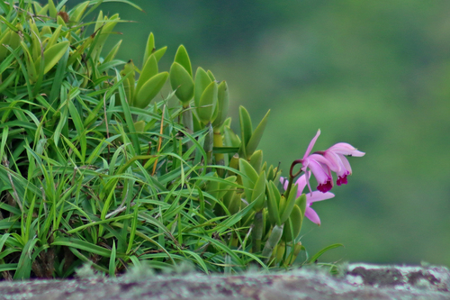 Cattleya Intermedia