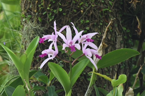 Cattleya Intermedia