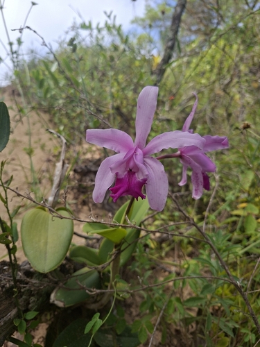 Cattleya Intermedia