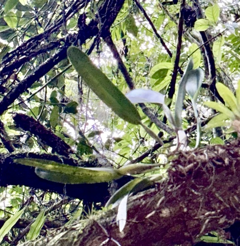 Cattleya Purpurata (ex-Laelia purpurata)