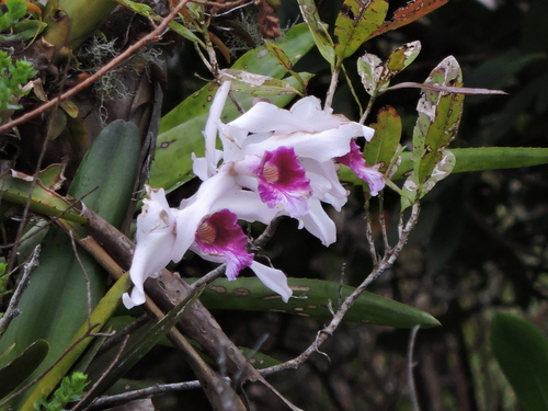 Cattleya Purpurata (ex-Laelia purpurata)