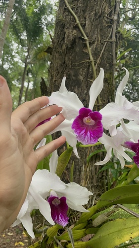 Cattleya Purpurata (ex-Laelia purpurata)