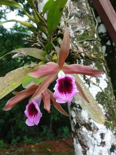 Cattleya Tenebrosa