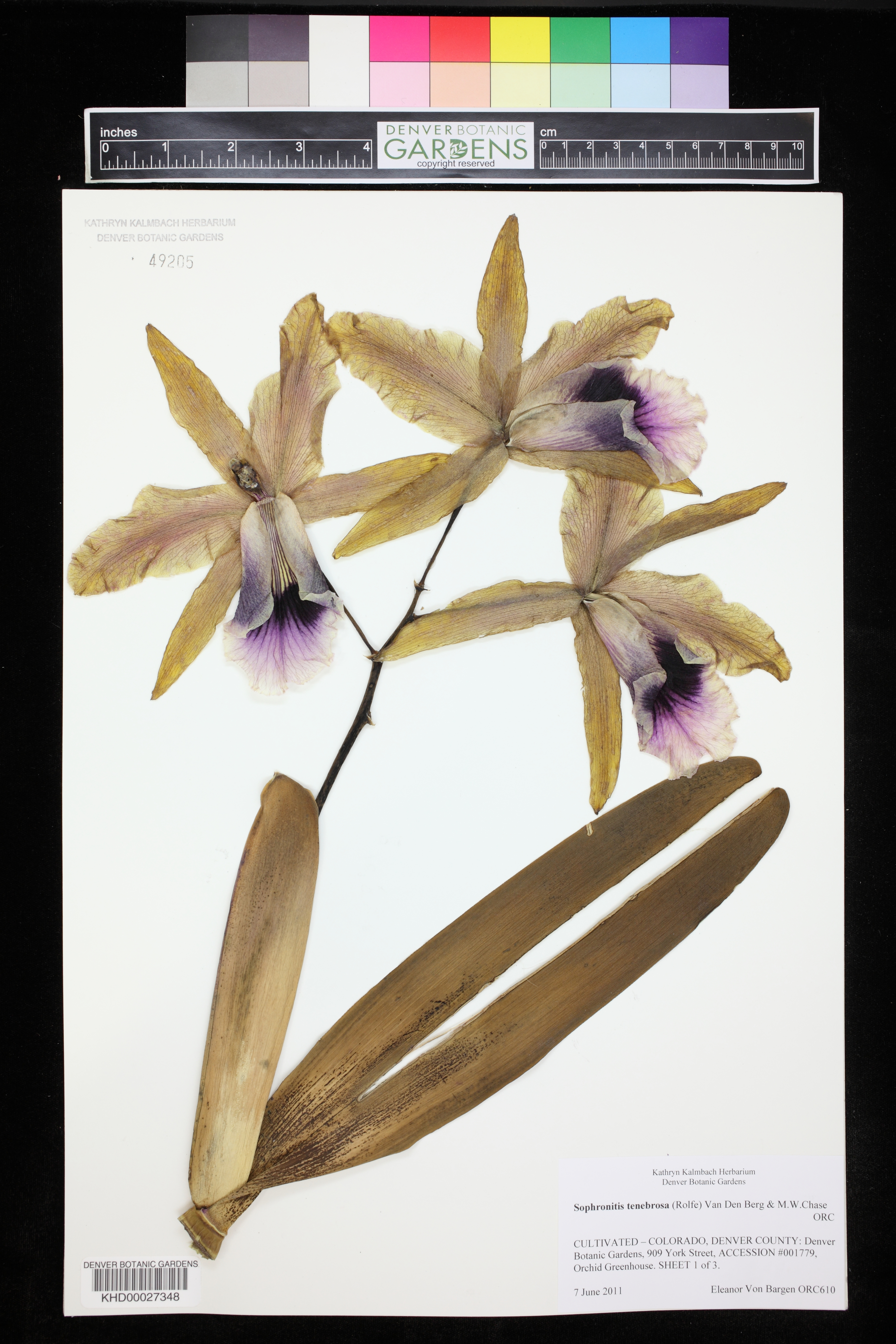 Cattleya Tenebrosa