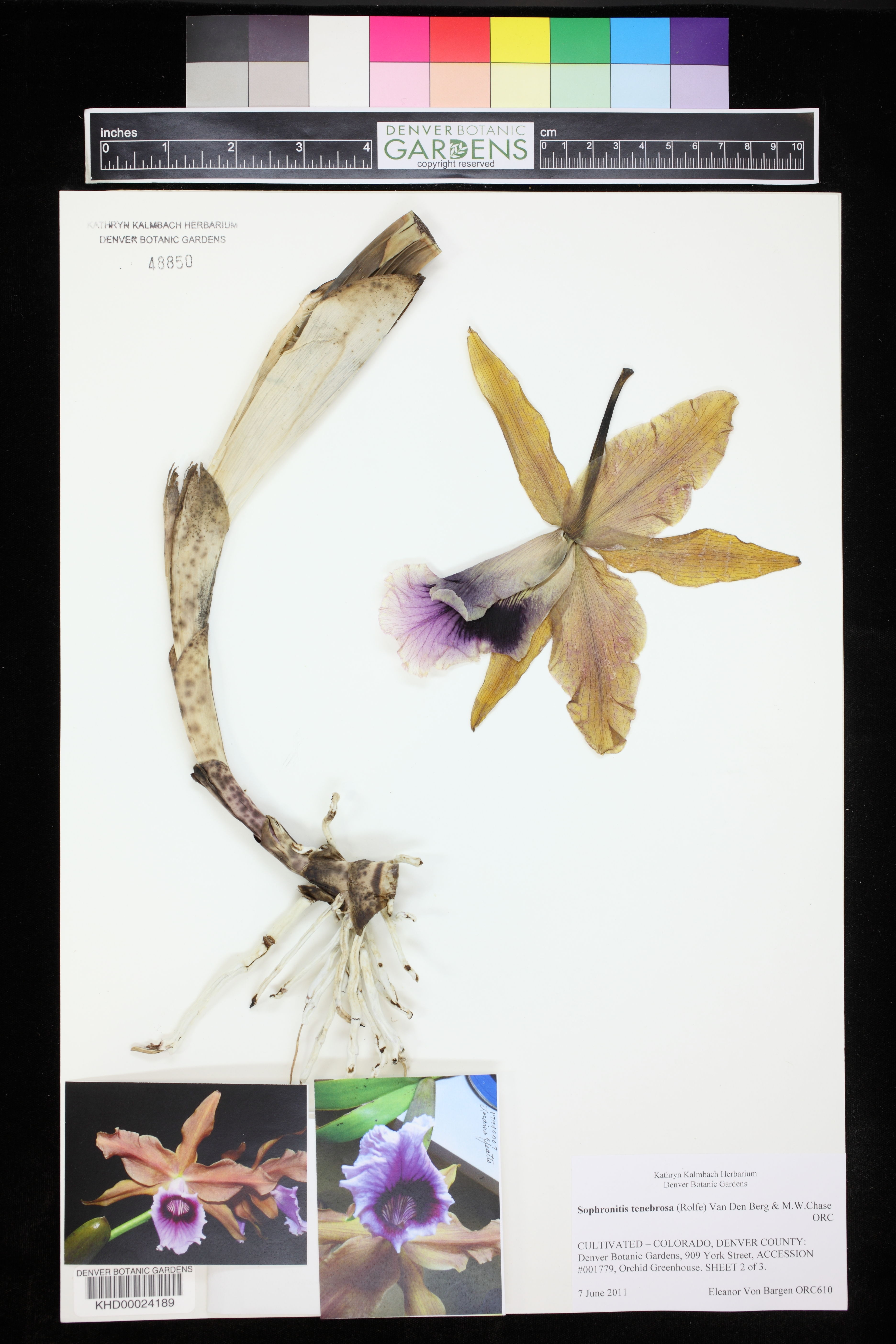 Cattleya Tenebrosa