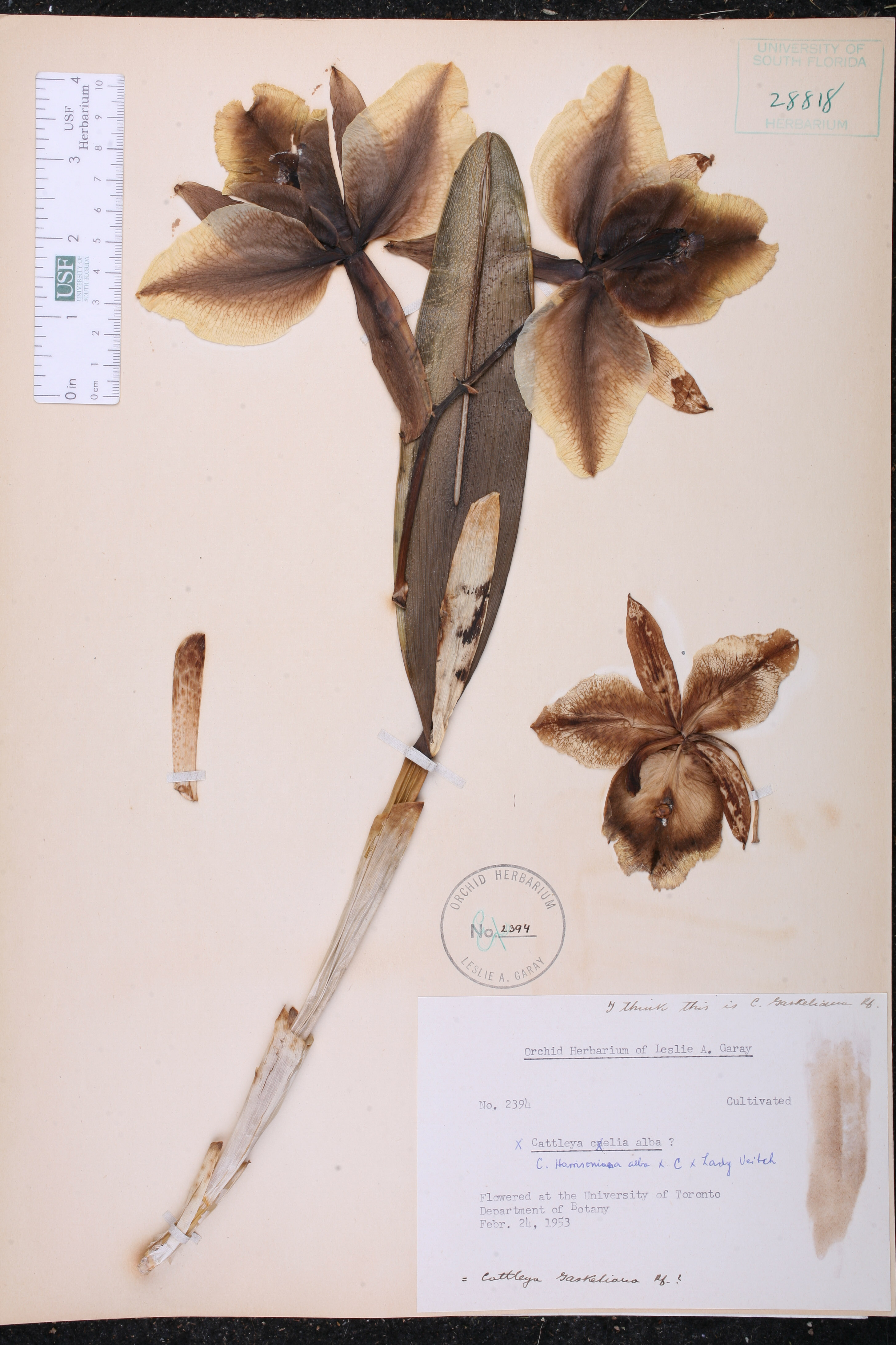 Cattleya Gaskelliana