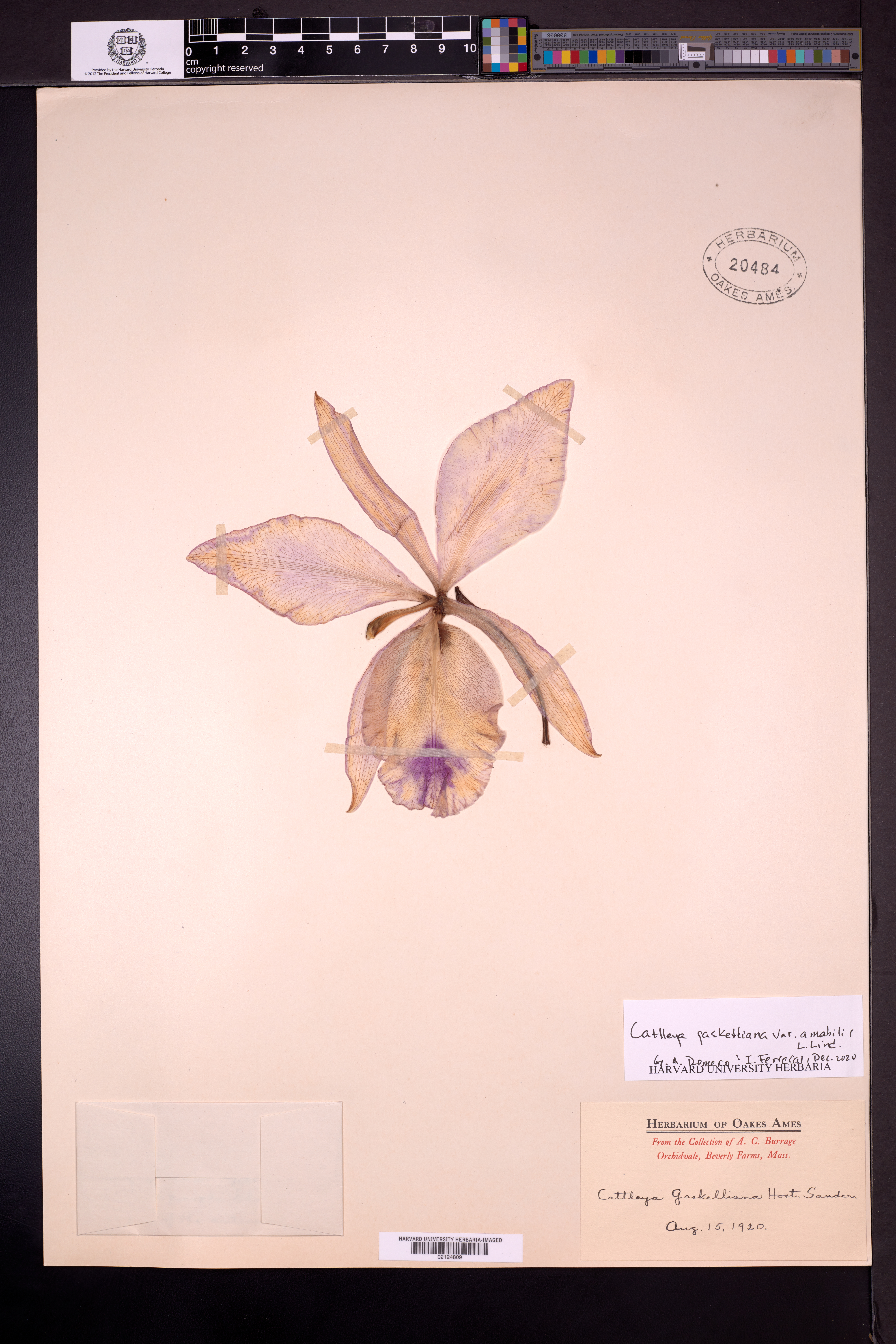 Cattleya Gaskelliana