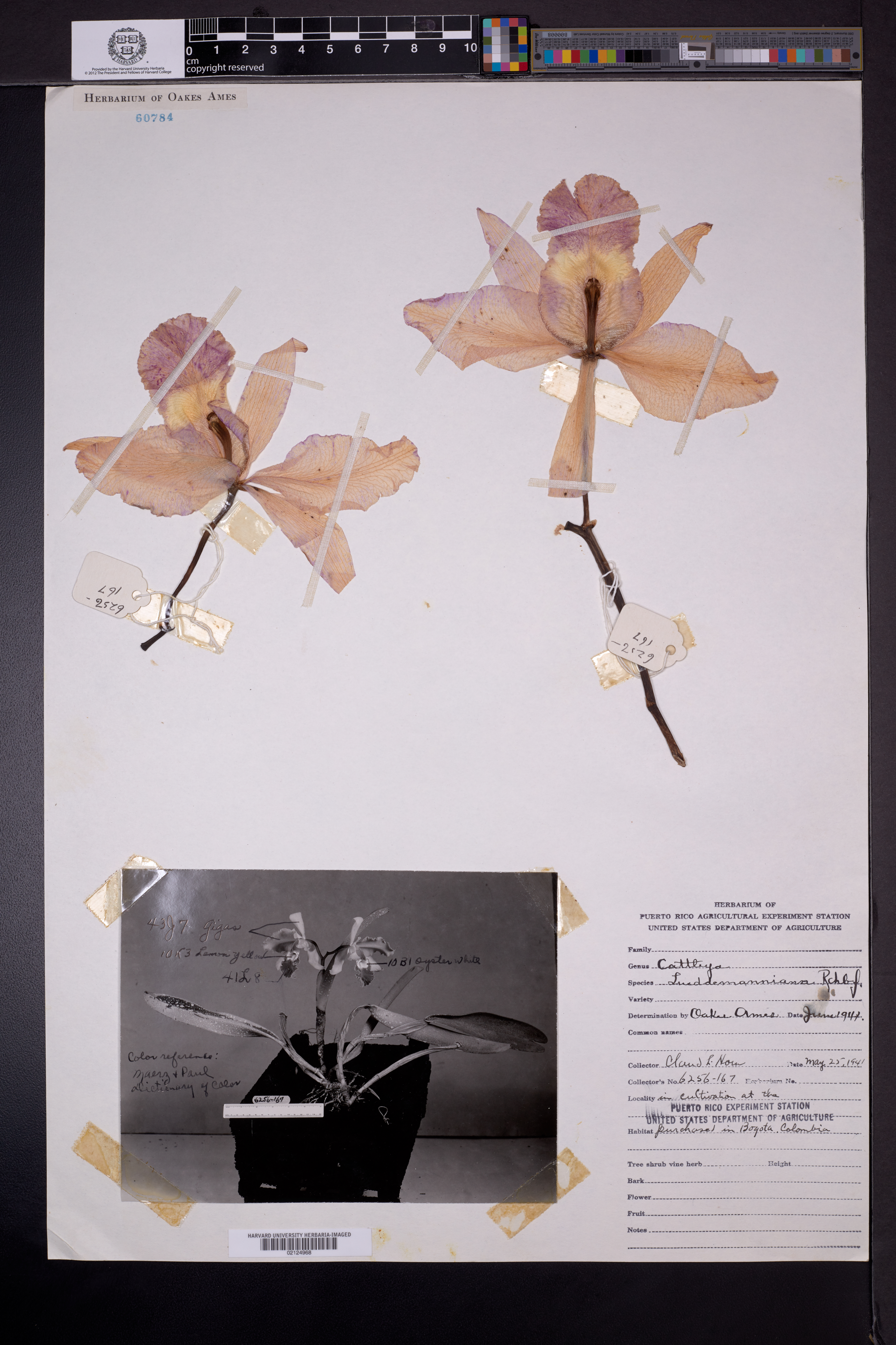 Cattleya Lueddemanniana