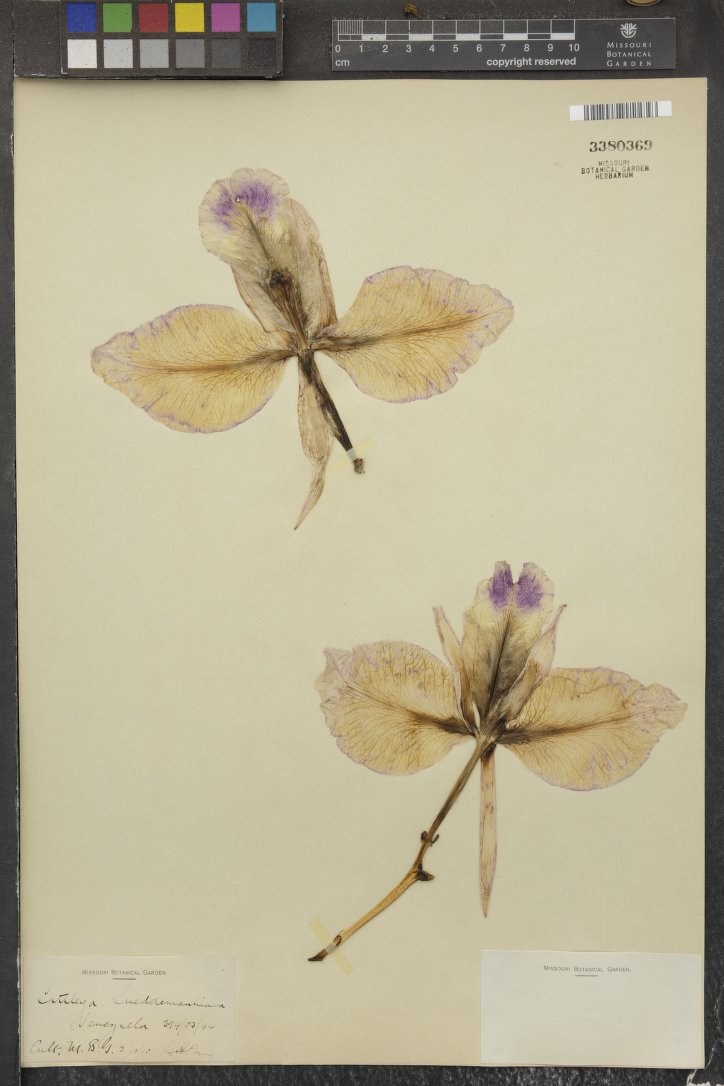 Cattleya Lueddemanniana