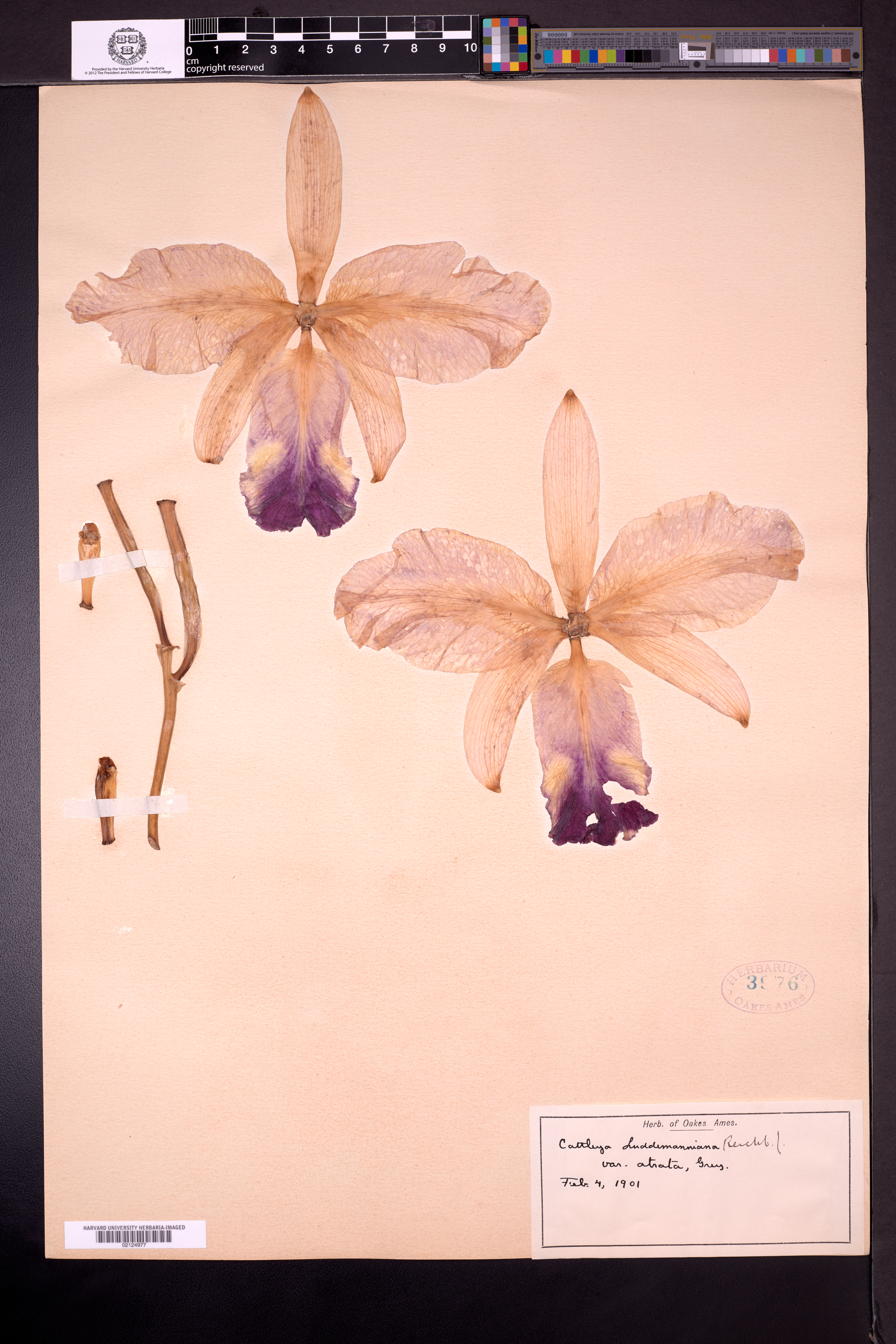 Cattleya Lueddemanniana