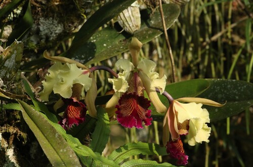 Cattleya Dowiana