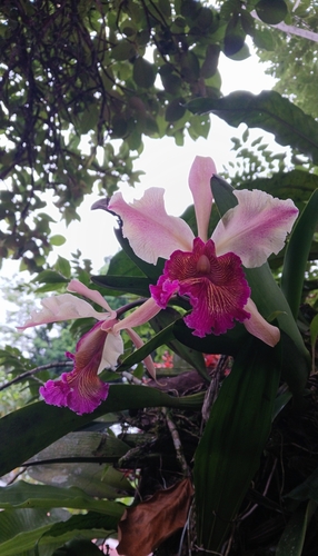 Cattleya Dowiana