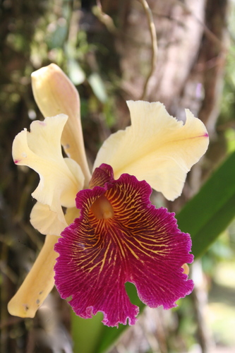 Cattleya Dowiana