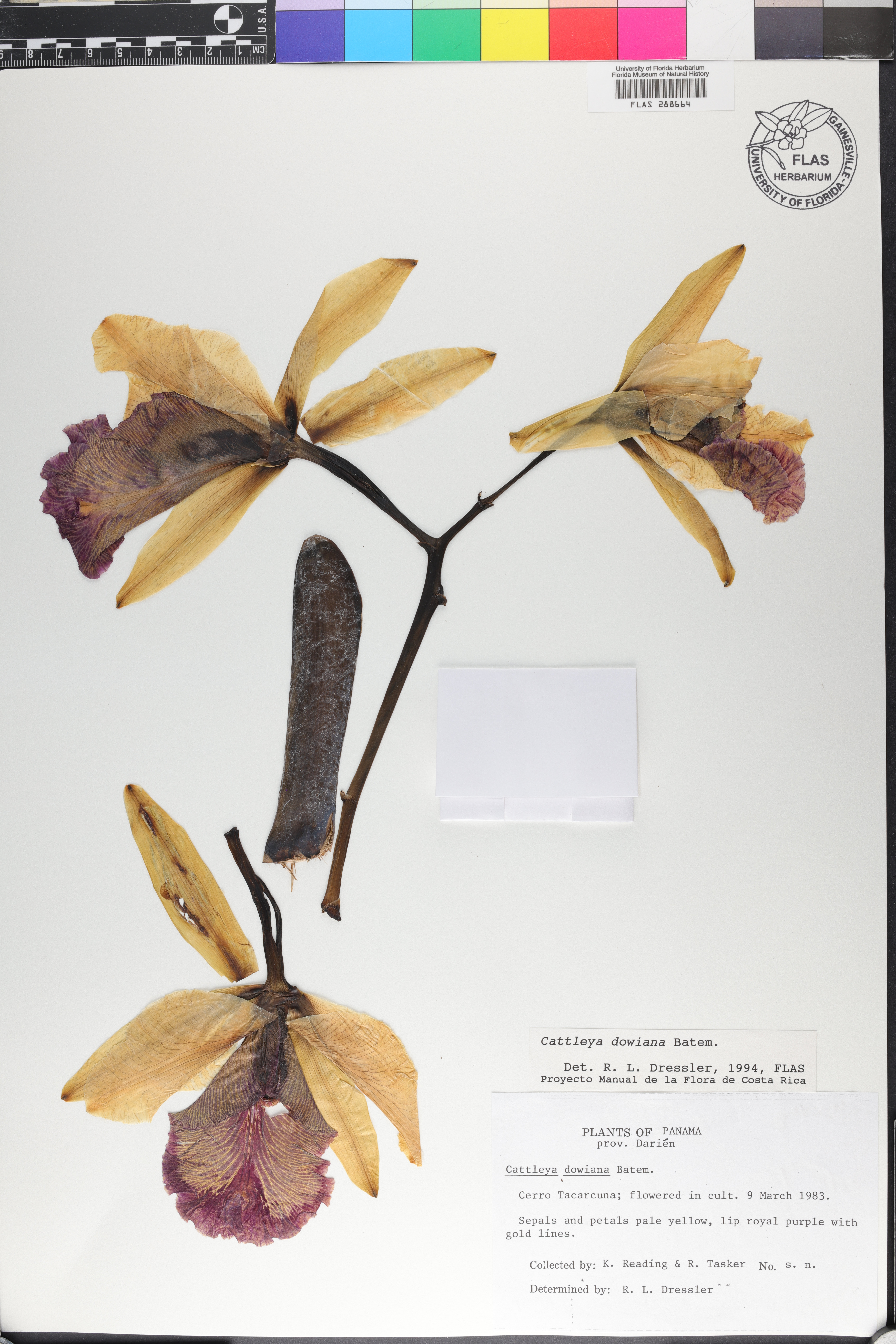 Cattleya Dowiana