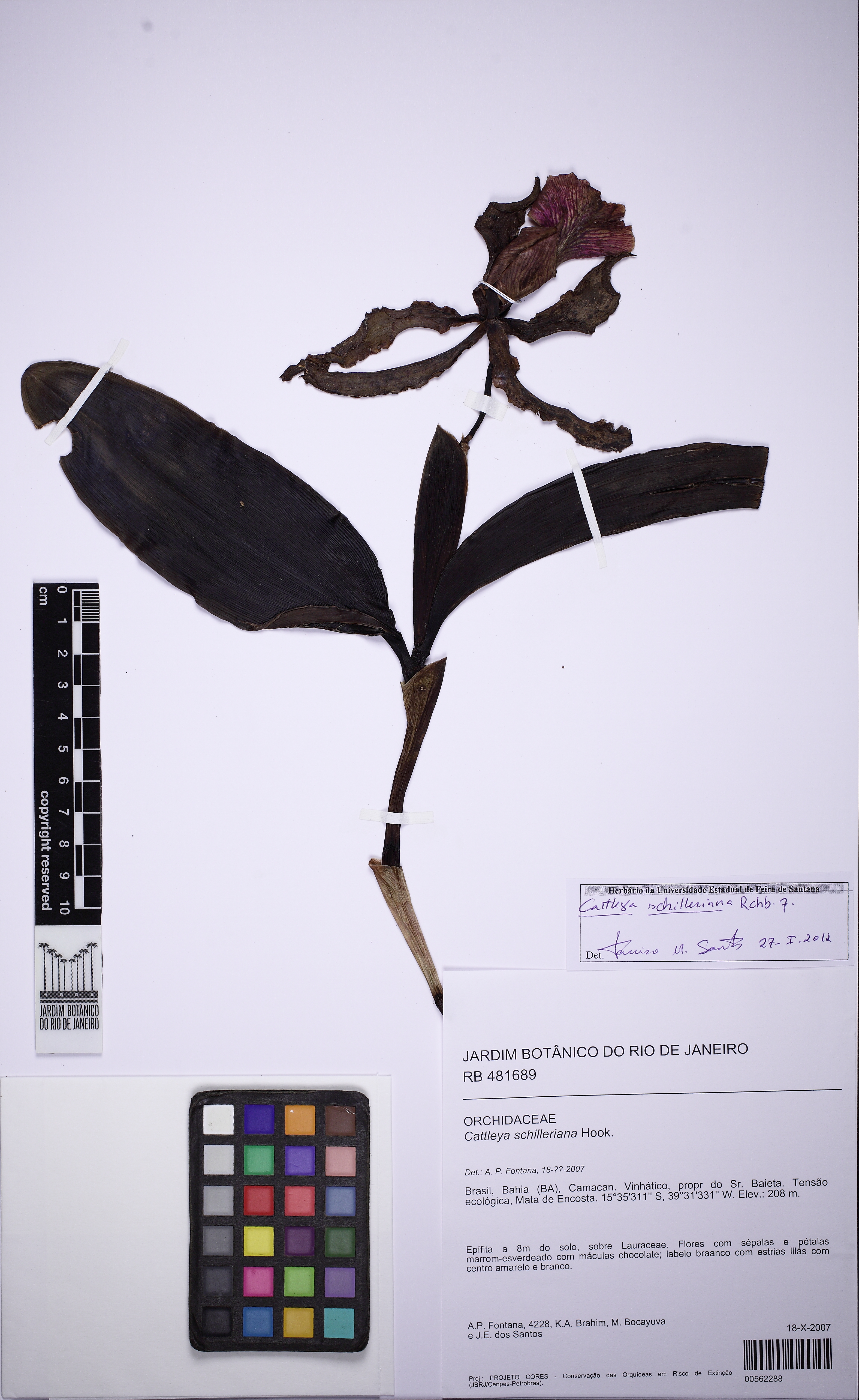 Cattleya Schilleriana