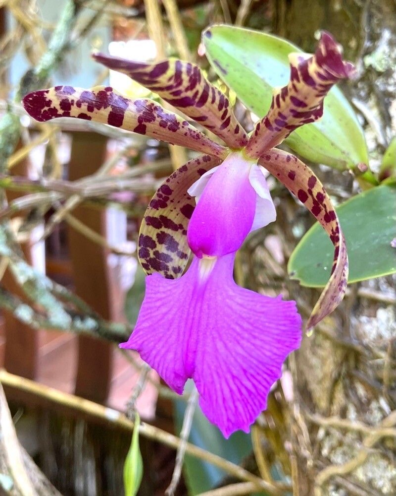 Cattleya Aclandiae