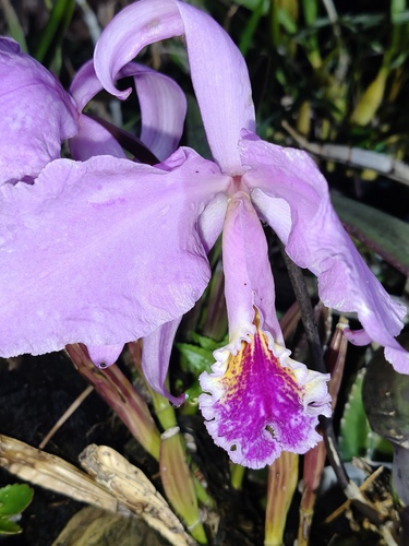 Cattleya Warneri