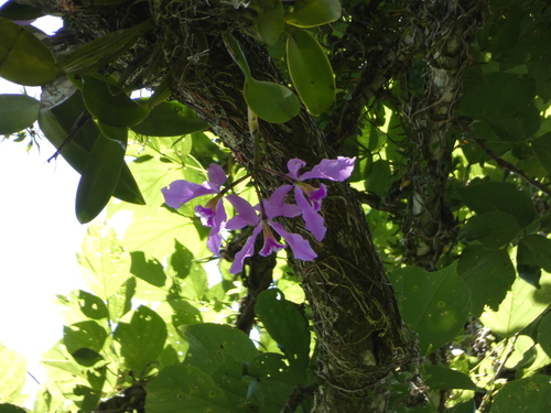 Cattleya Warneri