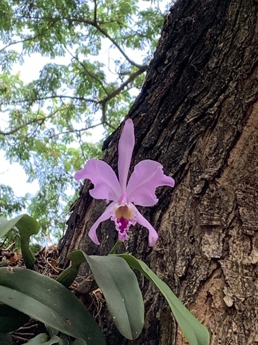 Cattleya Warneri