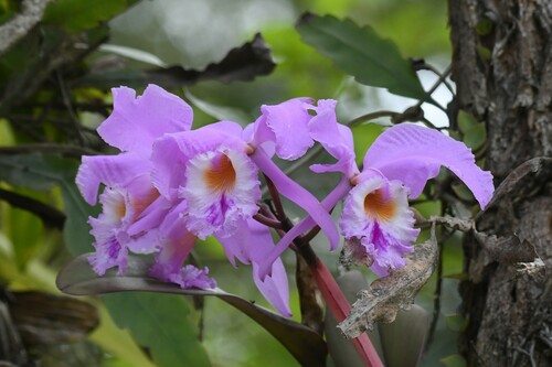 Cattleya Warneri