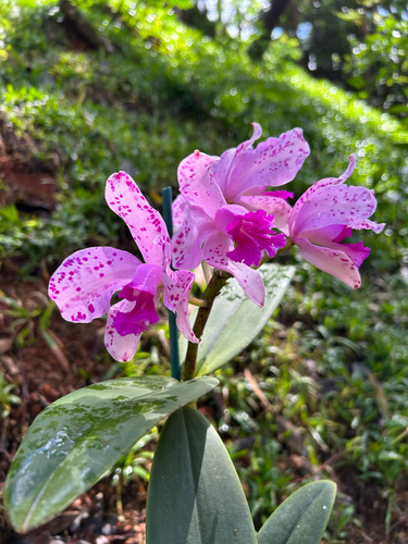 Cattleya Amethystoglossa