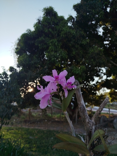 Cattleya Amethystoglossa