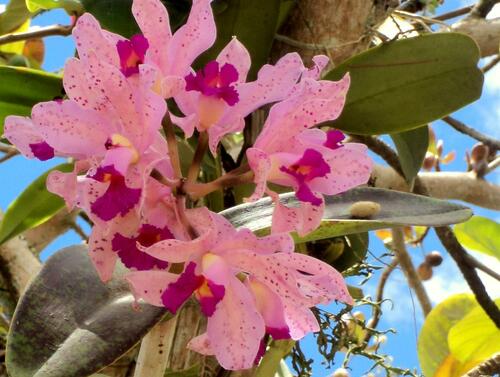 Cattleya Amethystoglossa