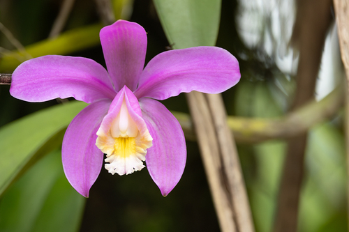 Cattleya Harrisoniana