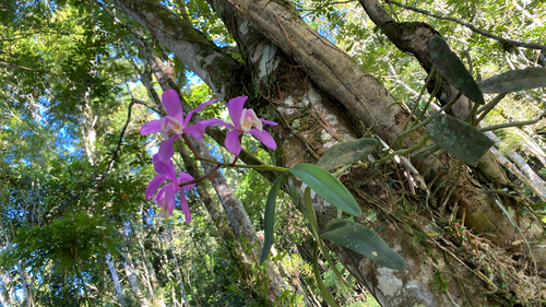 Cattleya Harrisoniana