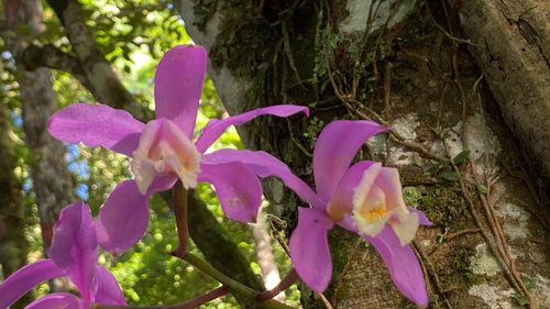 Cattleya Harrisoniana