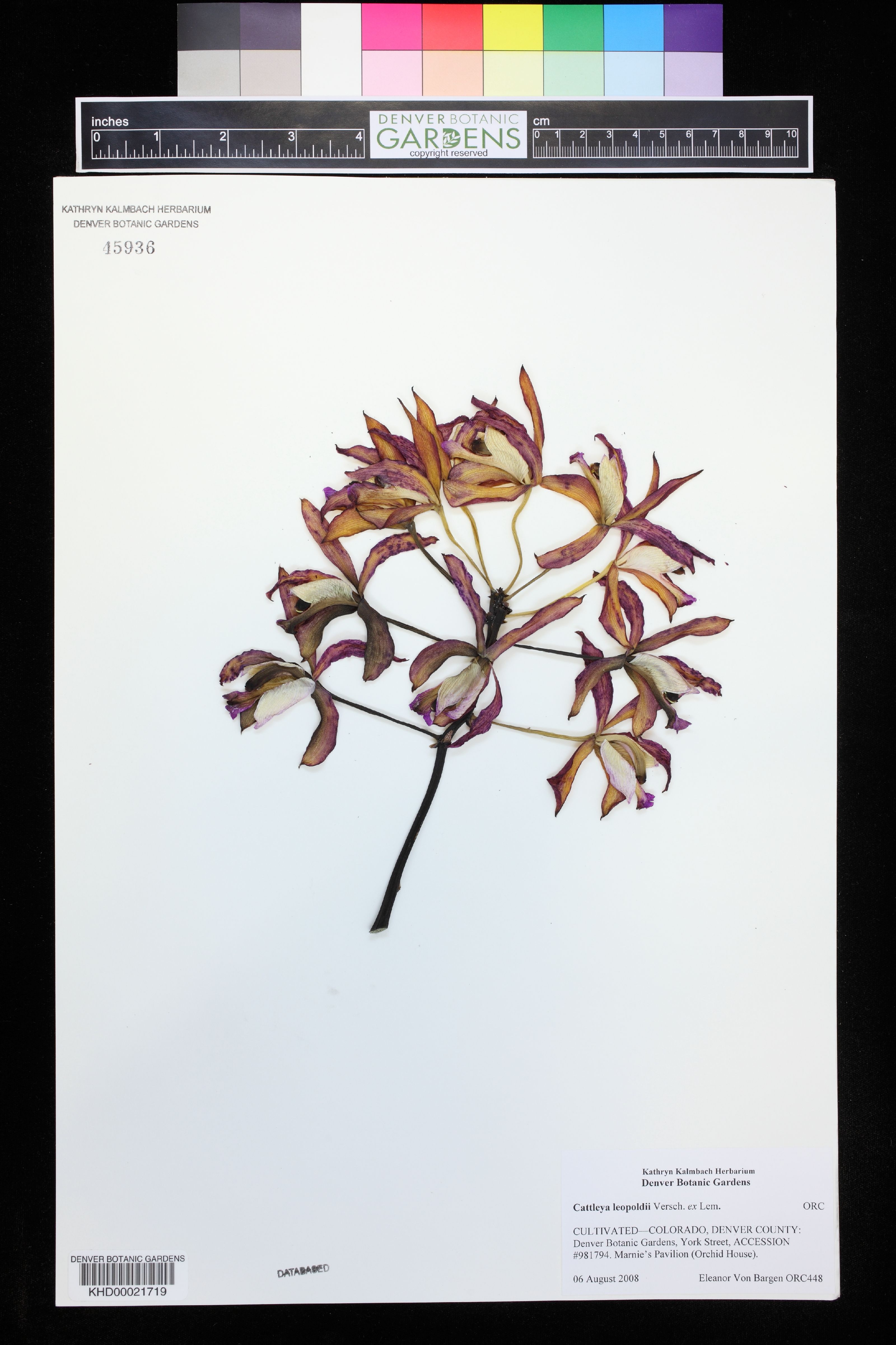 Cattleya Leopoldii (Cattleya tigrina)
