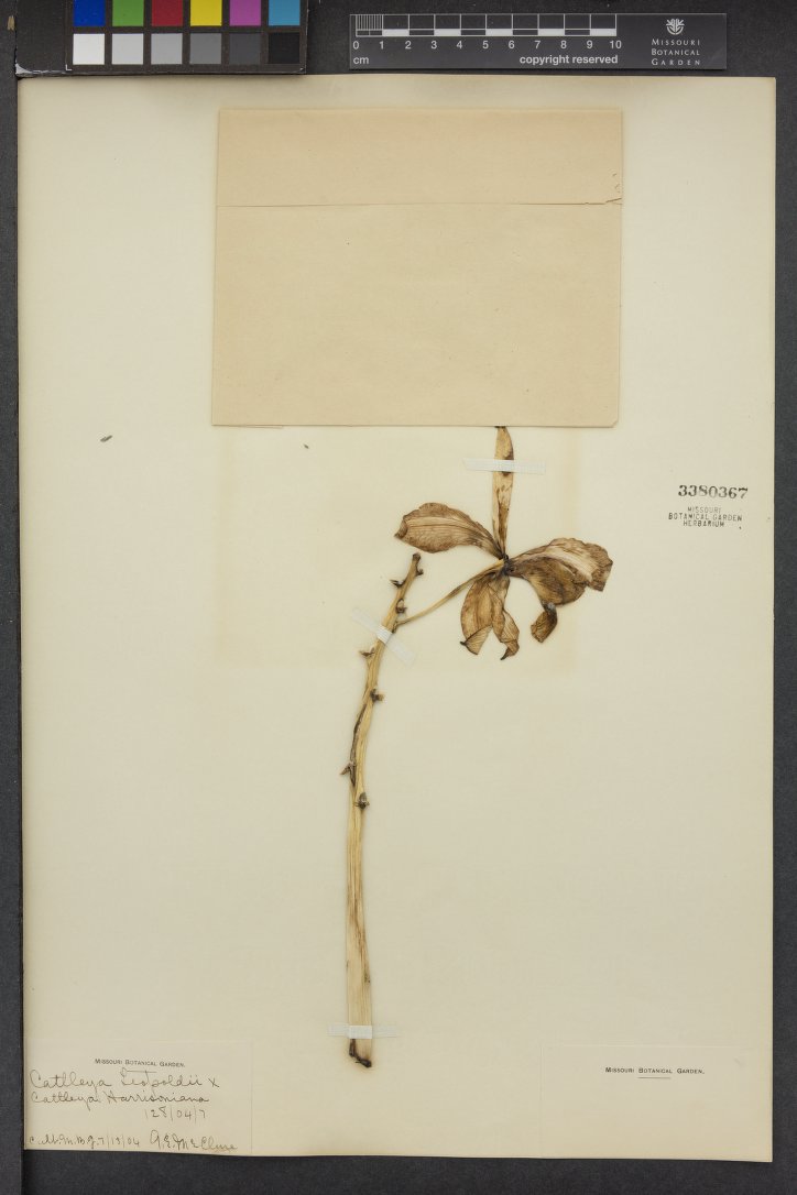 Cattleya Leopoldii (Cattleya tigrina)
