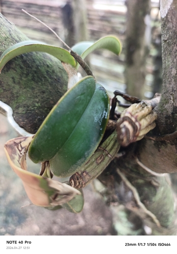 Cattleya Nobilior