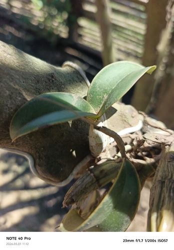 Cattleya Nobilior