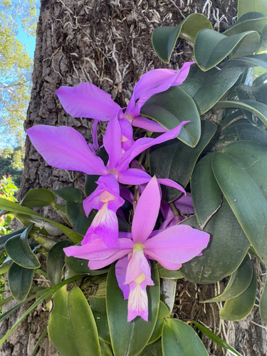 Cattleya Nobilior