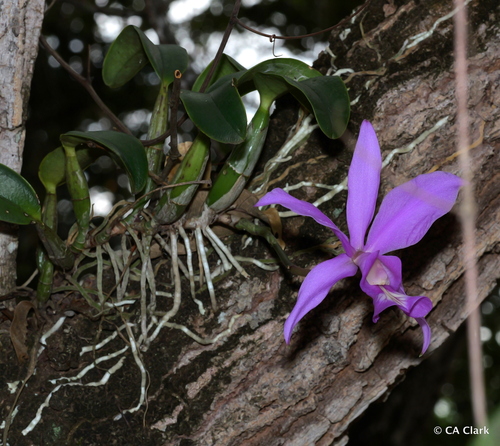 Cattleya Nobilior