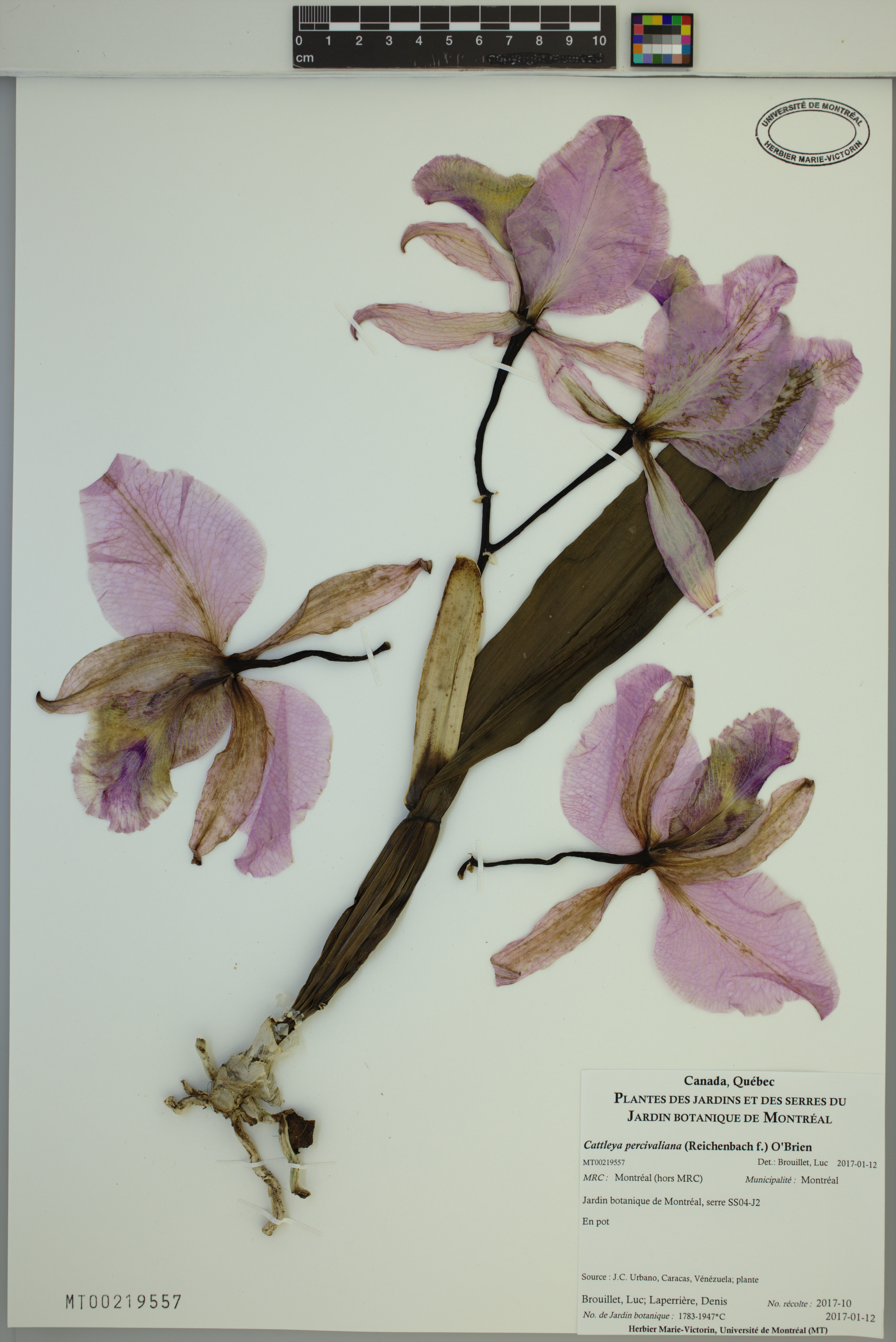 Cattleya Percivaliana