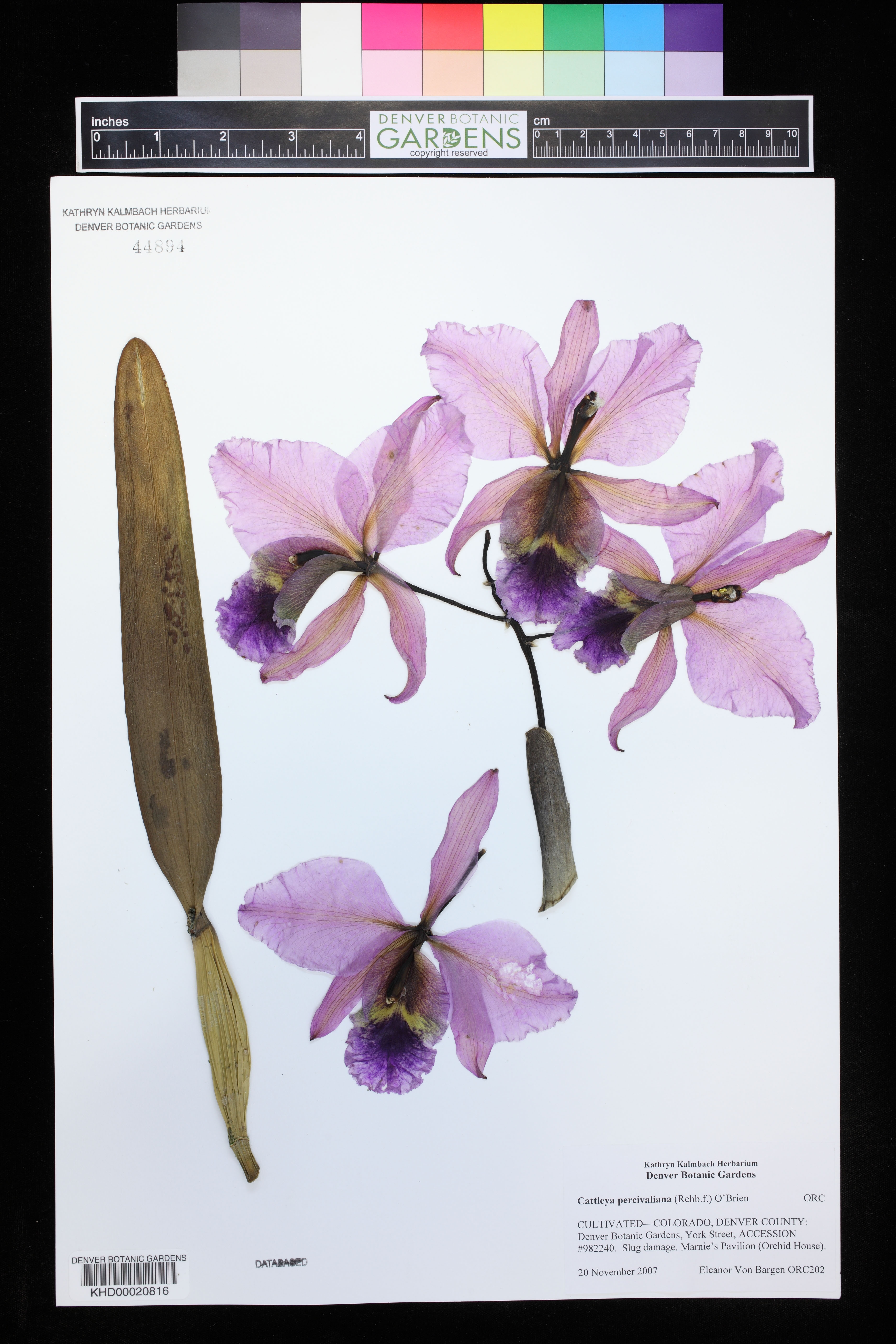 Cattleya Percivaliana