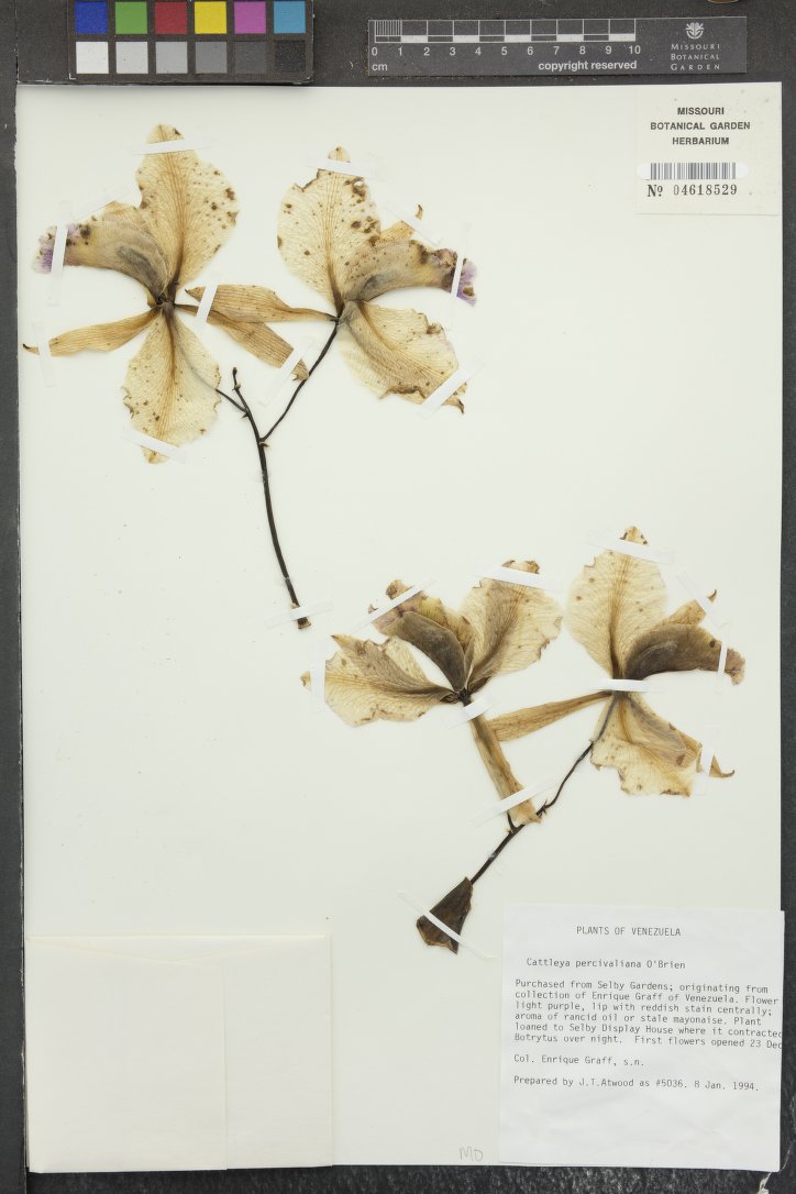 Cattleya Percivaliana