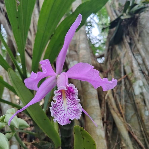 Cattleya Maxima