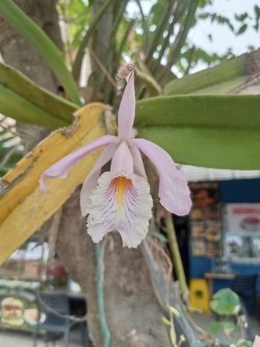 Cattleya Maxima