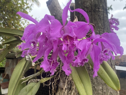 Cattleya Maxima