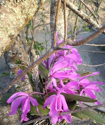 Cattleya Maxima