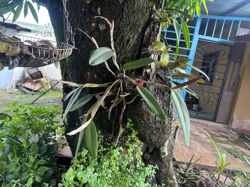 Cattleya Lawrenceana