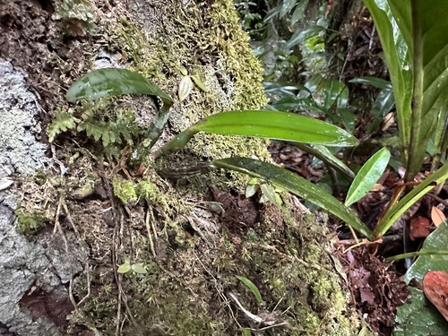 Cattleya Lawrenceana
