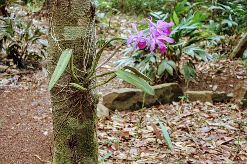 Cattleya Lawrenceana