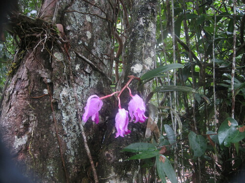 Cattleya Lawrenceana