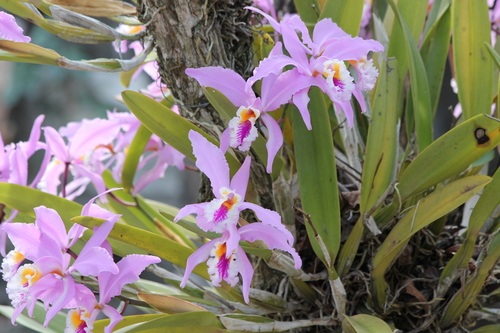 Cattleya Jenmanii