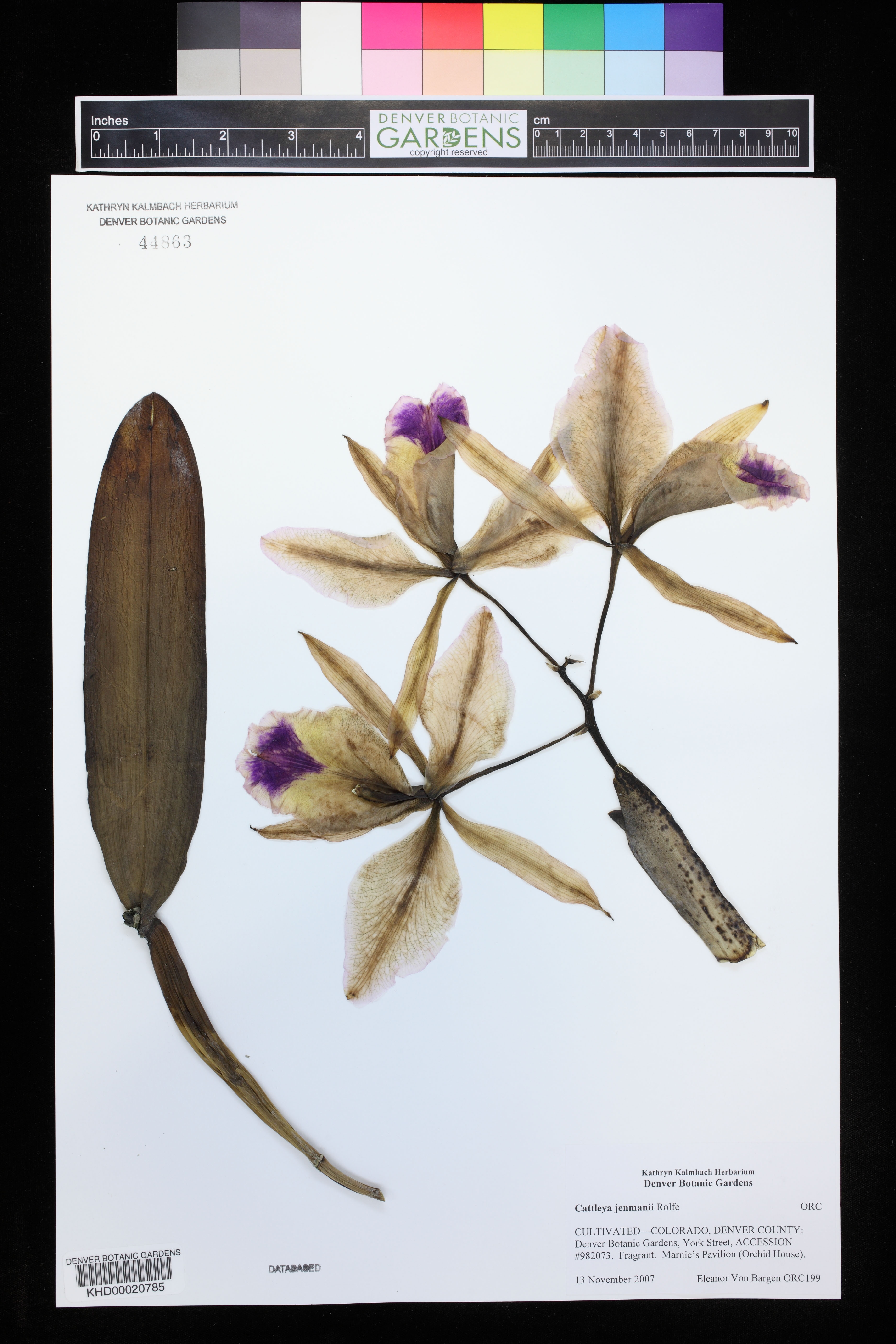 Cattleya Jenmanii